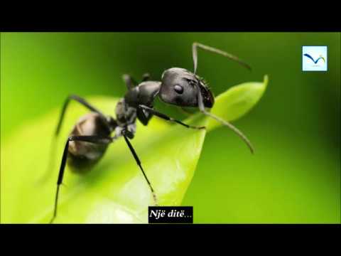 Historia e Sulejmanit (a.s) dhe milingonës!