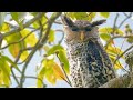 Spot Bellied Eagle Owl Bubo Nipalensis