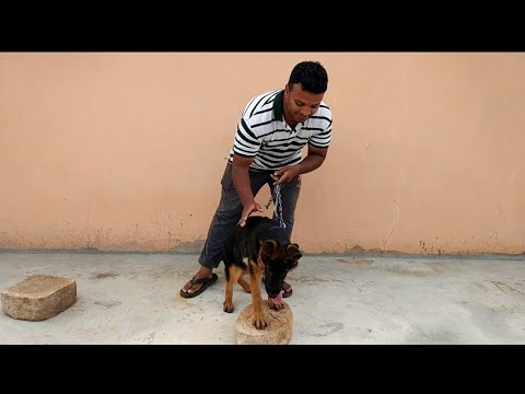German Shepherd GSD Walking To Make Bonding