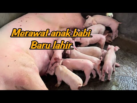 , title : 'Merawat anak babi yang baru lahir part 1'