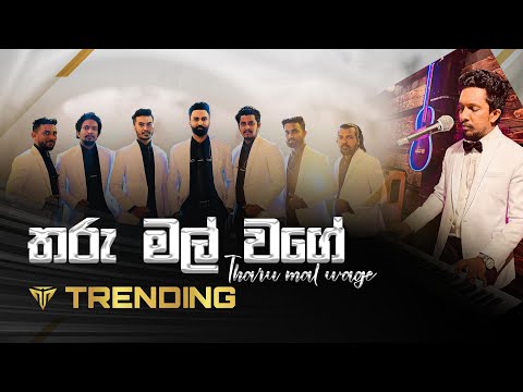 Tharu Mal Wage (තරු මල් වගේ) | Trending Music Band Official
