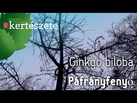 Télen is díszítő fák: Páfrányfenyő - Ginkgo biloba