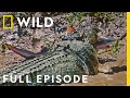 Crocs Vs Sharks World S Deadliest Predators Full Episode The Croc That Ate Jaws