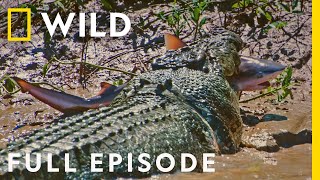 Download lagu Crocs vs Sharks: World's Deadliest Predators (Full Episode) | The Croc that Ate Jaws mp3