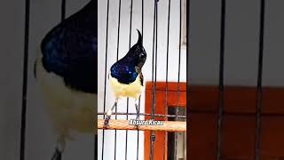 Download lagu Sogon gacor full isian pelatuk Sampit buatasteran mp3