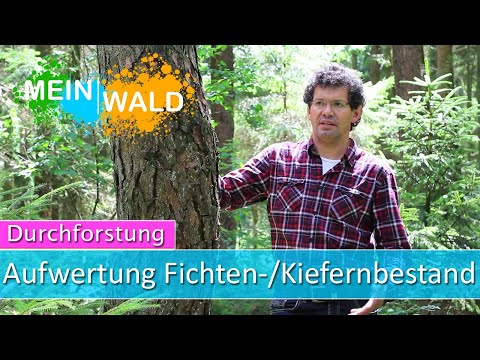 Aufwertung eines Kiefern - / Fichtenbestandes - Durchforstung #4