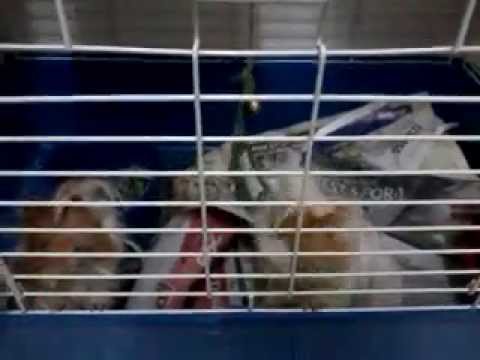 Munchy and Noisy ( My adorable cavy)