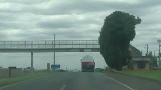 Saída Balsamo até cidade de Embaúba...