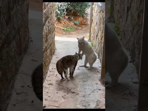 Peleas chistosas de gatos 🤣🤣😻🐈 funny #cats shorts