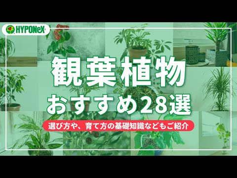 ズッキーニ:グッドネイバーとは何ですか? 植物
