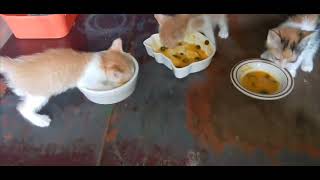 Three little kittens