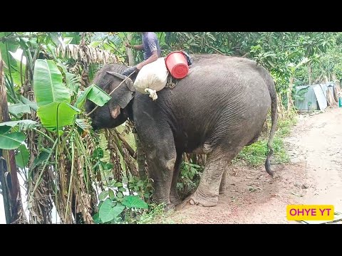 Powerful Elephant (Hati) is trying to Uprooting and Eating Banana tree ( kola gach)