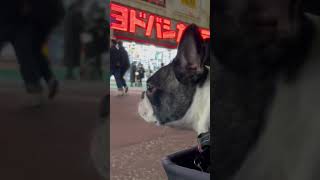 ヨドバシカメラとワンコ✨ #shorts