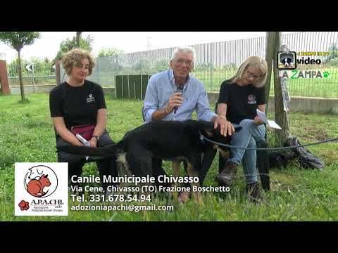 Anteprima: MUNICIPALE CHIVASSO (03) Puntata 1593