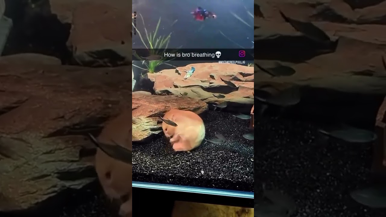 Credits to og#og #shortsfeed #shortvideo #funny #aura #reel #breathe #life #foryou #fitness #shorts