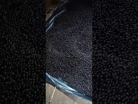 Colheita de açaí em Lábrea Amazonas