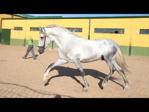 BIG ANDALUSIAN HORSE FOR SALE