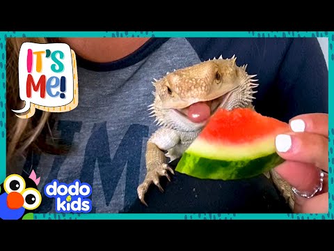 Bearded Dragon Chows Down On Everything, But NOT Spinach?!  | Dodo Kids | It’s Me