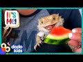 Bearded Dragon Chows Down On Everything But NOT Spinach Dodo Kids It S Me