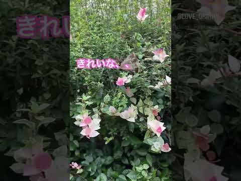 なぜ私のディプラデニアは枯れた葉を失うのですか 斑点 病気の解決策 冬に水をやりすぎます