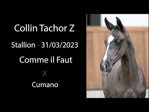 Collin Tachor Z