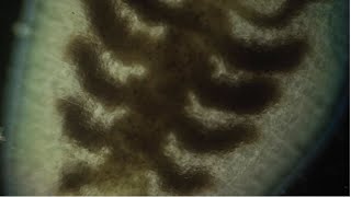 Artists&#39; Film: Sonia Levy, Creatures of the Lines