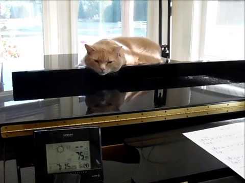 Mr. Cat by Pat Heldman Johnson (piano solo)