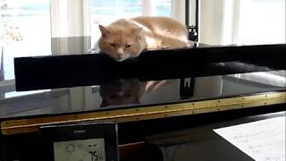 Mr. Cat by Pat Heldman Johnson (piano solo)