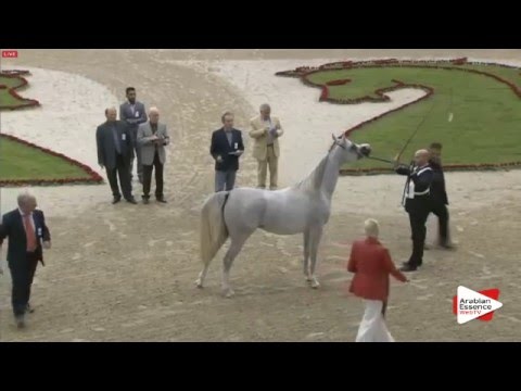 N.70 KHAMILAH ALBIDAYER - Sharjah 2016 - 3 years old Fillies (Class 4)