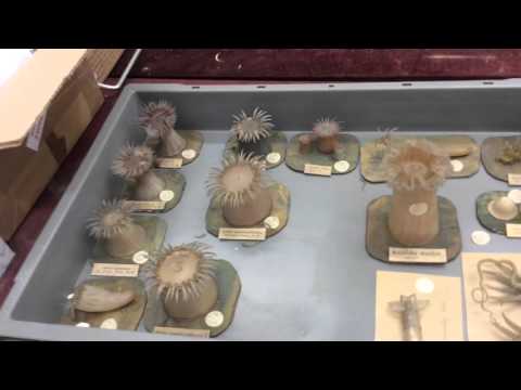 Blaschka Glass Models at Guernsey Museums