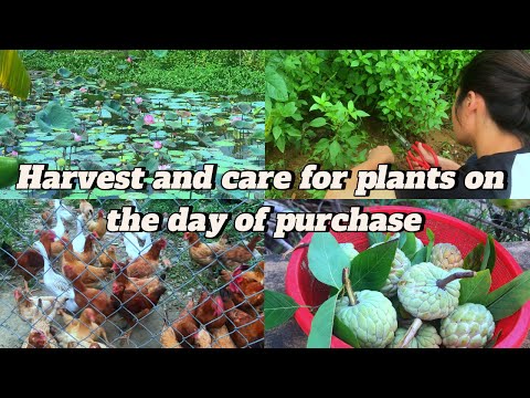 Harvesting vegetables and fruits after rainy days when gardening is impossible