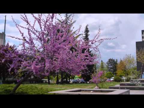 Kardzhali 1st of May celebrations.