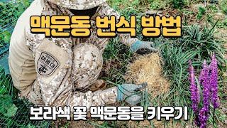 【맥문동 번식방법】 보라색 꽃 엄청난 번식력 포기 나누어 번식하기 