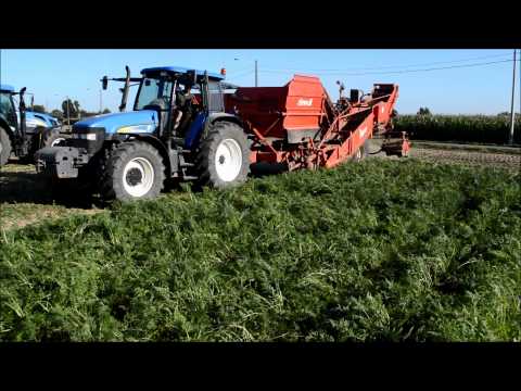 wortels rooien Goemaere uit sint denijs