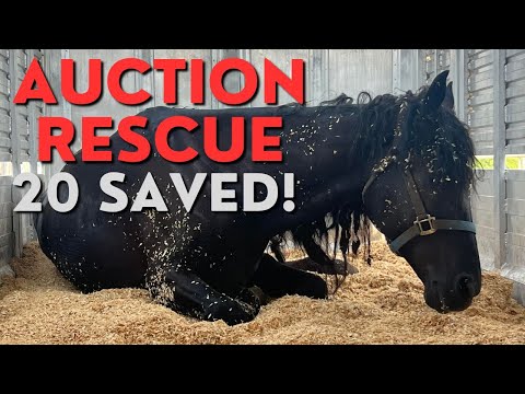Auction Rescue - Follow Tawnee Through the Day