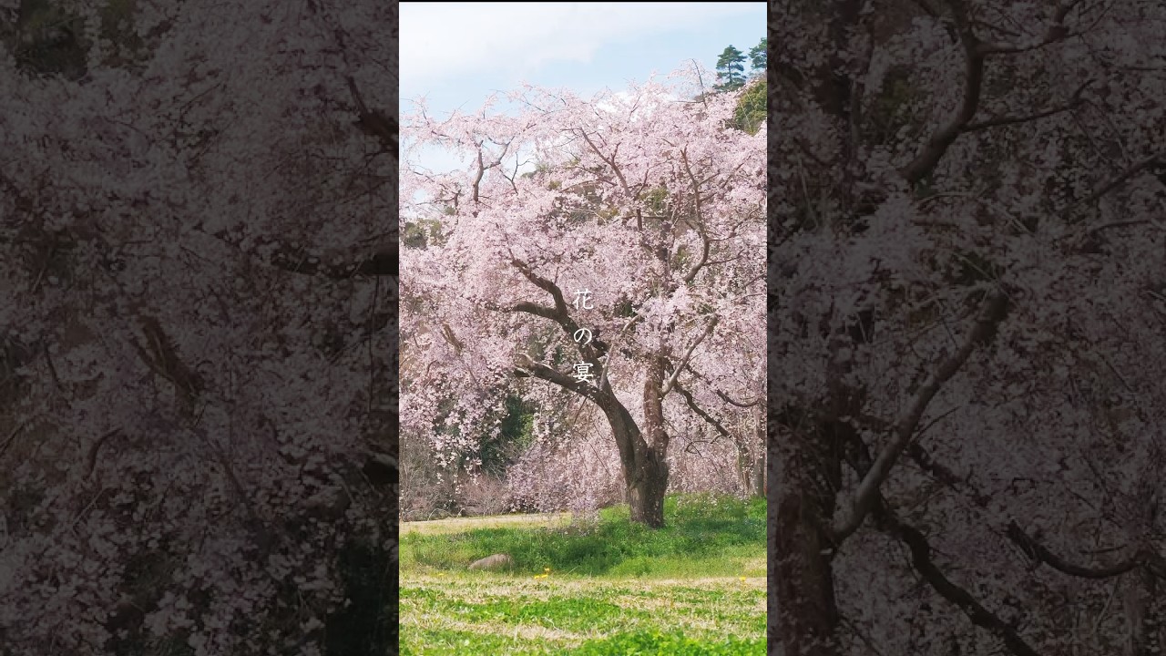 🌸花宴🌸　HANA-NO-EN