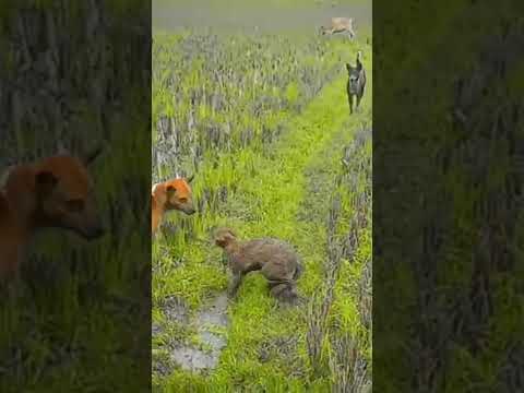 Dog vs Fox Real Fight #viral #tiktok #shorts #video #youtube #foryou #freefire #dog #dogs #fox #bd