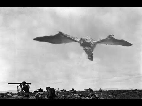 High Rank in a Nutshell