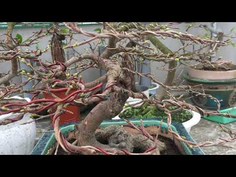 Việc làm quan trọng đầu tiên sau khi vặt lá mai miền Bắc