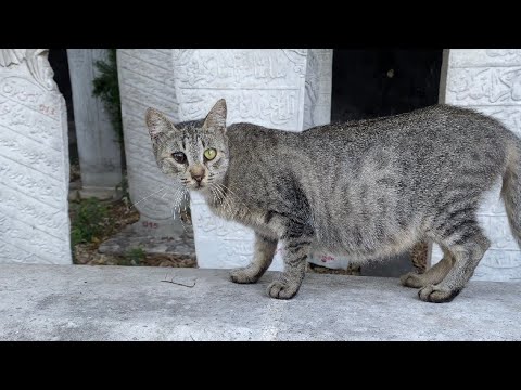 Sweet pregnant Cat living on the street. They will have puppies soon. 🥰🐈