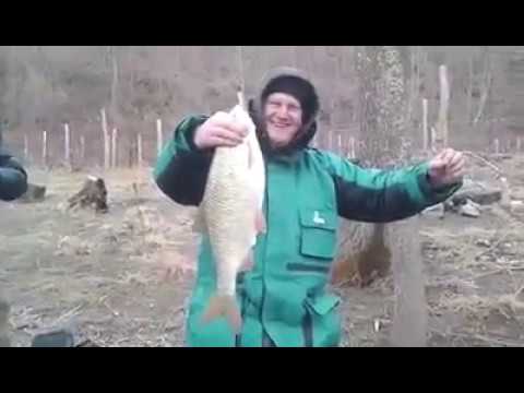 Big nosefish in Drina with feeder.....