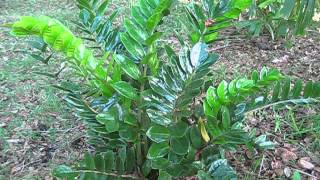 Zamioculcas zamiifolia ZZ Plant Zamioculcas zamiifolia ZZ Plant
