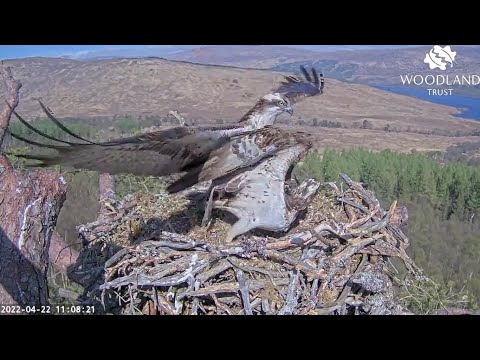 Louis chases an intruder away from Loch Arkaig Osprey Nest2, failed mating attempt after 22 Apr 2022
