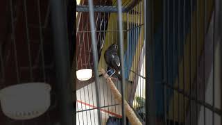 Download lagu Decu gacor jinak bisa untuk pancingan agar decu bahan nyaut.. mp3