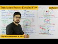 Translation | Protein Synthesis | Step wise | Lecture 9