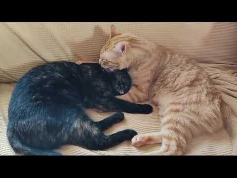 Video Hakima und Jack Sparrow