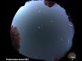 Perseids Meteor Shower 2021 Timelapse