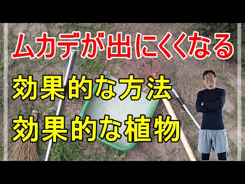 月桂樹: 最も一般的な病気と害虫 植物