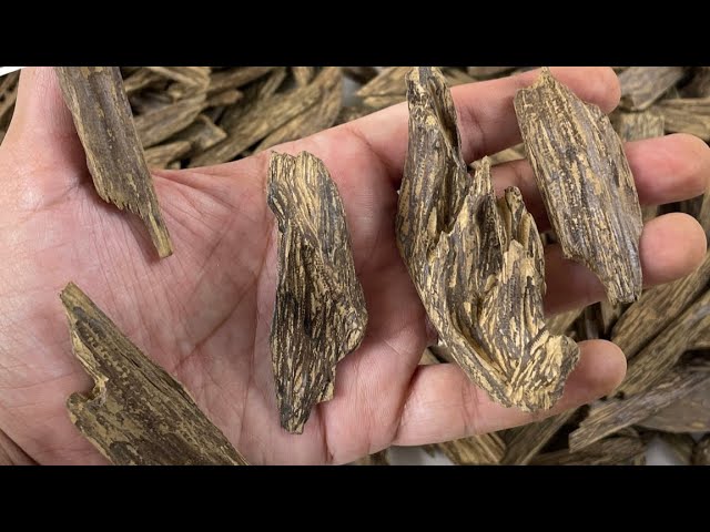 دقة كلمنتان فاخر محسّن