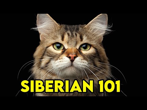 SIBERIAN Cat 101 - EVERYTHING You NEED To Know! | Cat Breeds 101